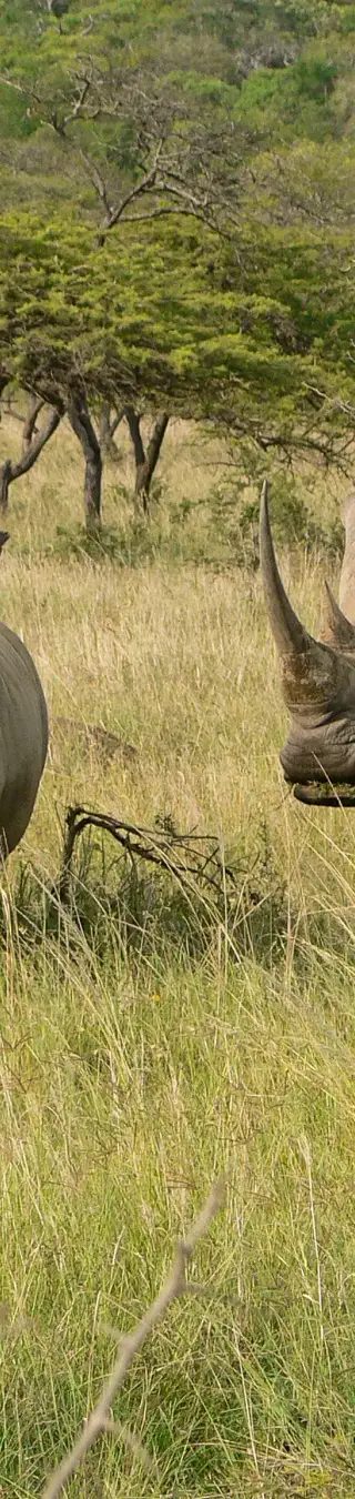 Bei den Spitzmaulnashörnern in Zululand